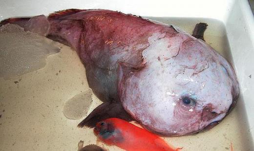 Blobfish may be found in the aphotic zone of the ocean.