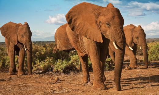 Some types of African elephants can run up to 25 miles per hour.