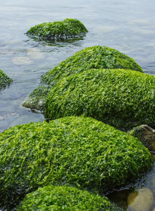 Algae may be used for biofuel production.