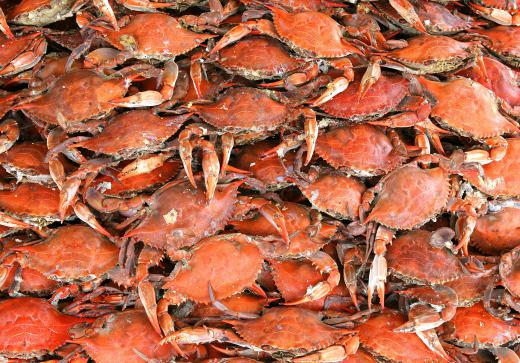 Crabs are a type of crustacean.