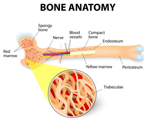 Osteoblasts are cells in bone marrow that contribute to the production of new bone.