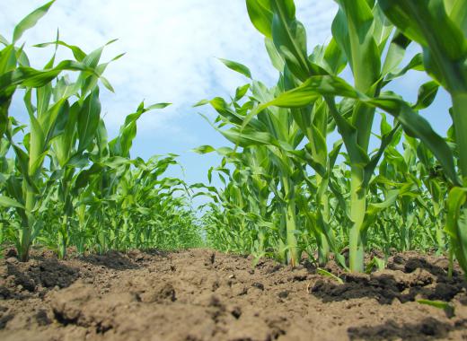 Biofuel processors can turn corn into a liquid fuel known as ethanol.