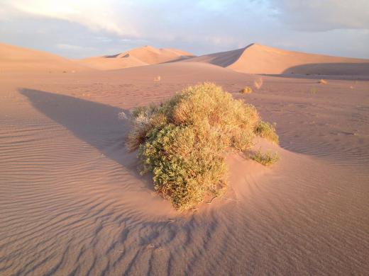 Though deserts are dry, they are not as dry as places in Antarctica.