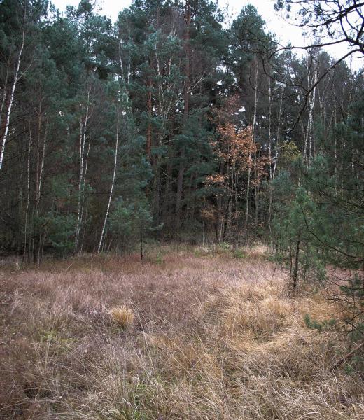 Forests are rich in plant life.