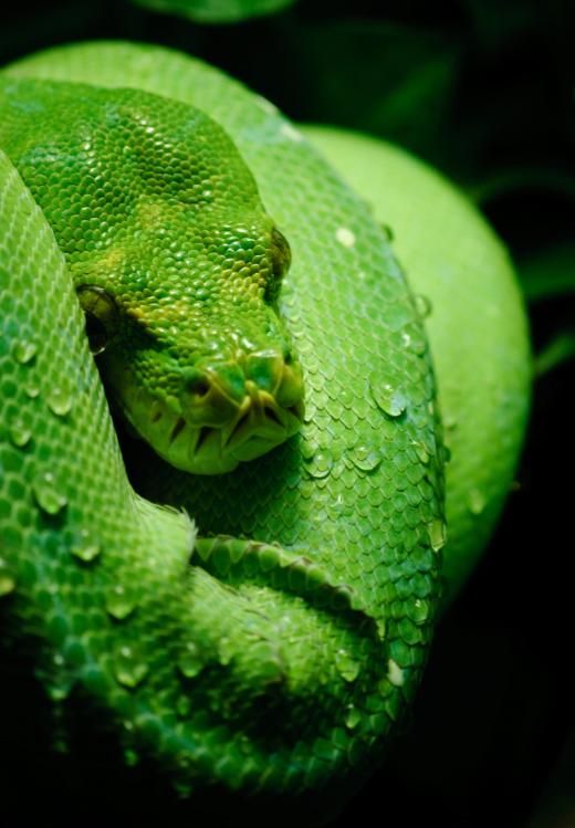 Snakes are cold-blooded.