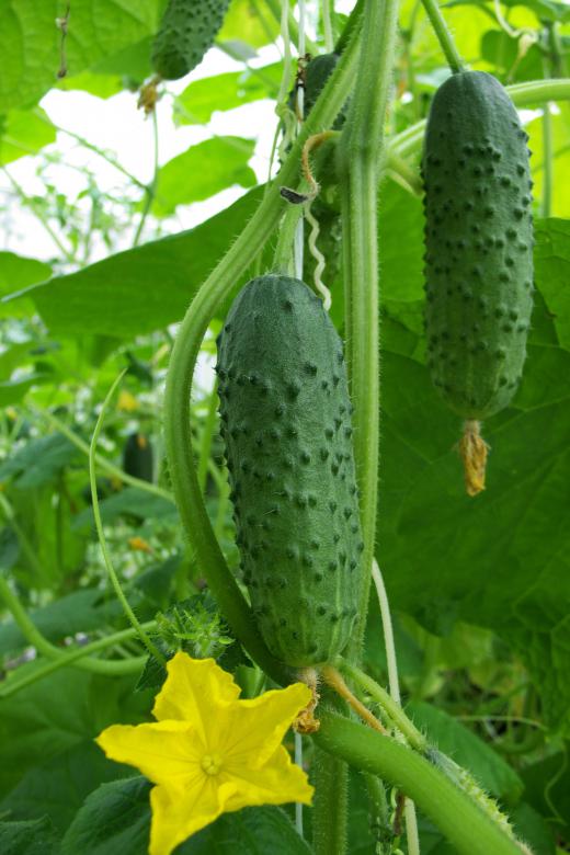 Cucumbers can be fermented in a brine solution to make sour pickles.