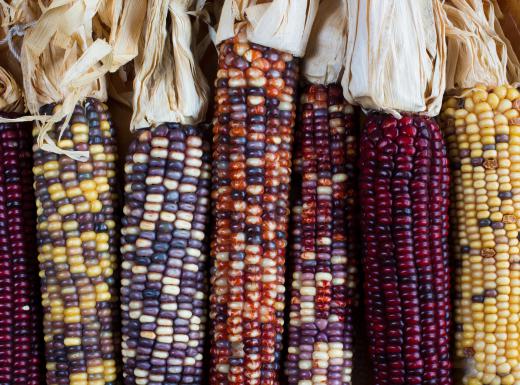 Heirloom corn owes its dark reds, blues, and purples to anthocyanin.