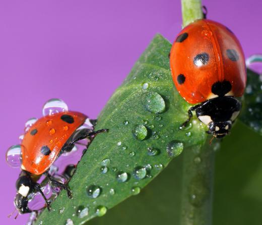 The ladybug is a beetle.