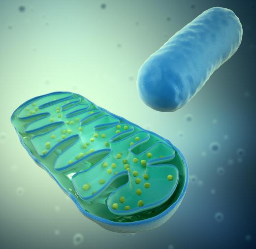 Aerobic metabolism takes place mostly inside mitochondria.