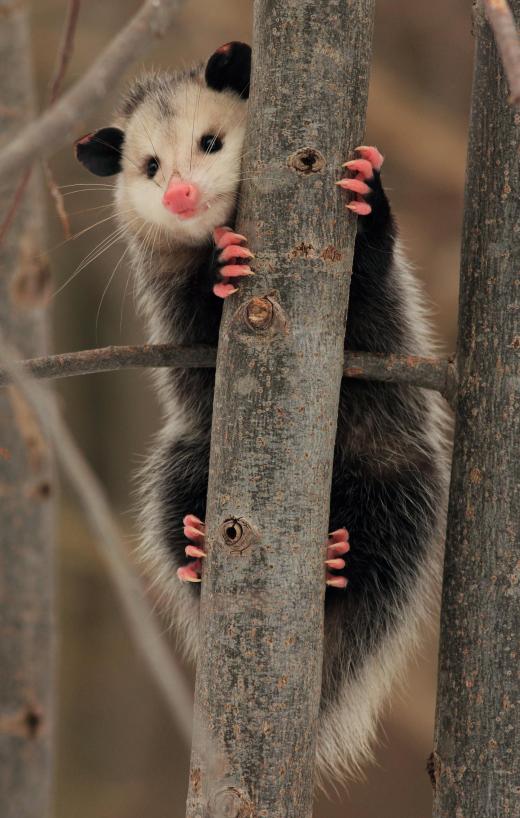 The Virginia opossum exploited the Great American Interchange and still survives to this day.