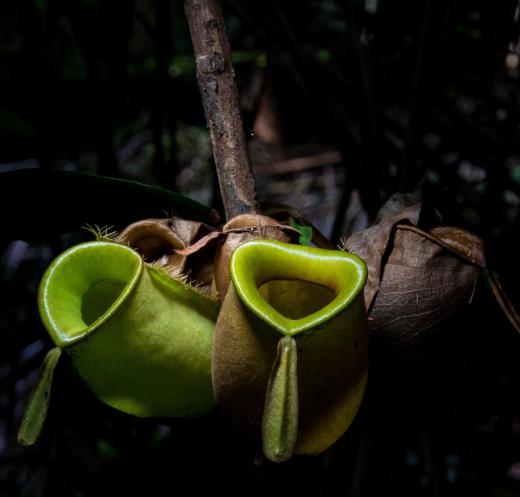 Pitcher plants are specialized carnivorous plants.