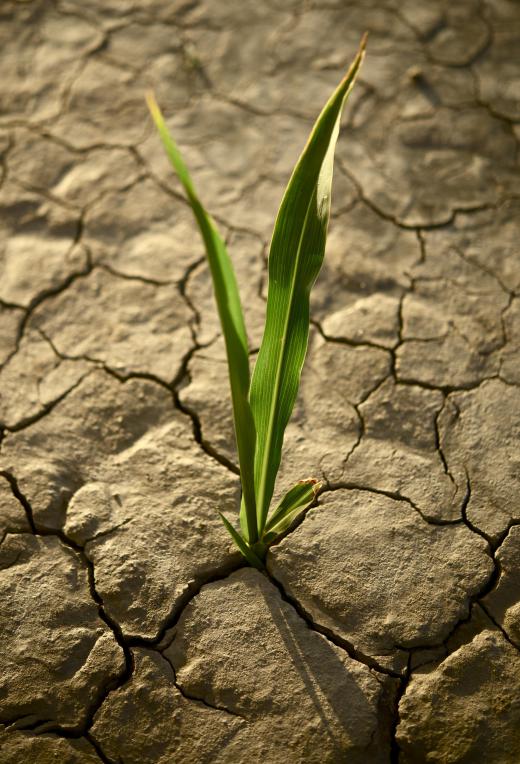 Certain types of climate conditions can cause symptoms like drought.