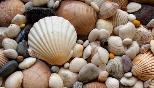 There are hundreds of different kinds of seashells.