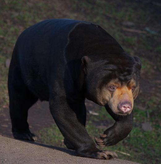 Many animals, such as the sun bear, live in the world's rainforests.