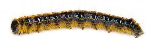 All butterflies spend the second stage of their lives as caterpillars.