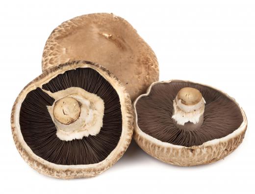 Most of the time, mushrooms are sold in dehydrated form.