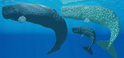 The sperm whale is the largest living toothed animal.