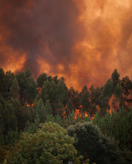 Wildfires sometimes cause firestorms.