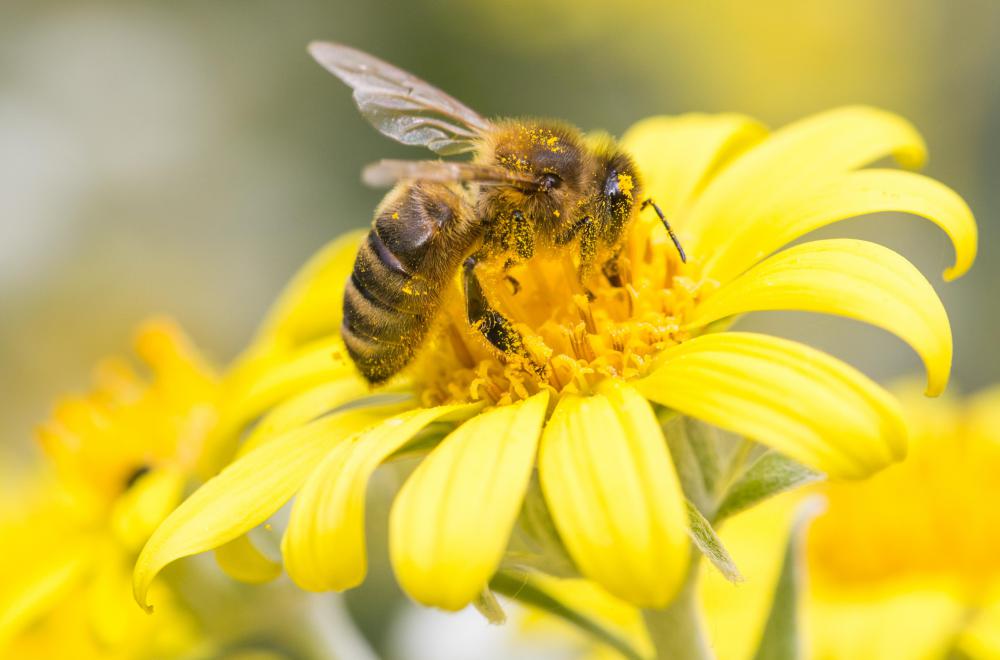 bee-on-yellow-flower-with-pollen.jpg