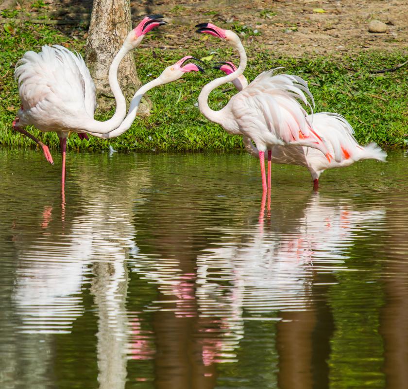 What is a Filter Feeder? (with pictures)