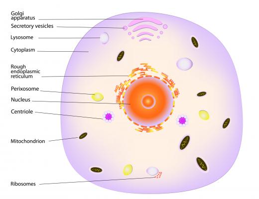 Lysosomes break down material for use or discard by animal cells.