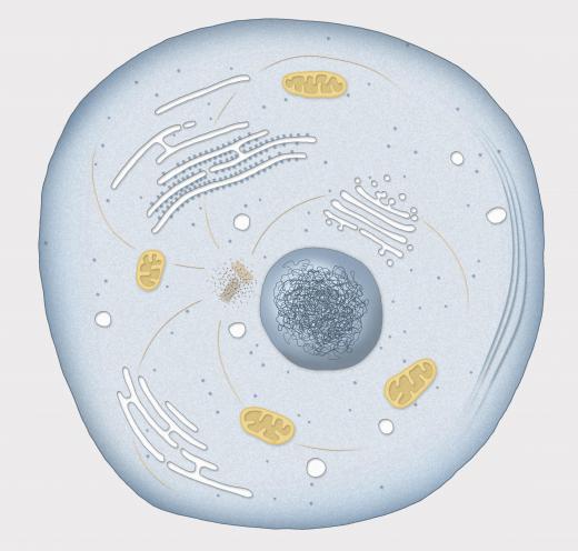 A cell with an endoplasmic reticulum.