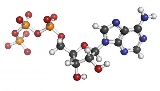 In ATP hydrolysis,  Adenosine triphosphate (ATP) is converted to Adenosine diphosphate (ADP) by the loss of a phosphoanhydrous group.