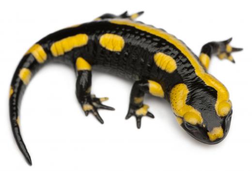 A salamander is an amphibian.