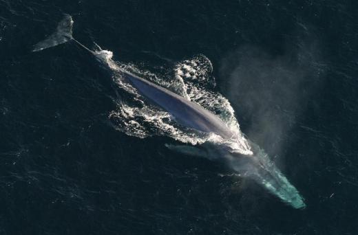 Biological oceanography includes studying the blue whale, the world's largest creature.