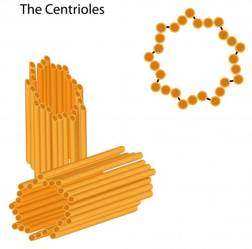 The structure of a centriole is composed of microtubules that form a pinwheel shape when viewed in a cross-section.