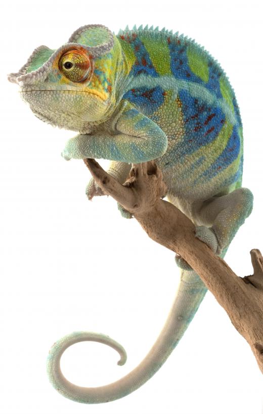 Chameleon's employ chromatophores to change colors.