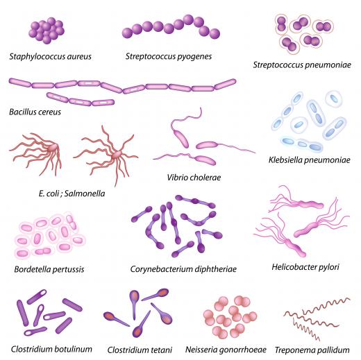 Bacteria are named depending on their shape and arrangement.