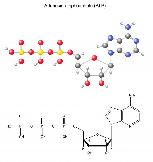 Energy is stored in the chemical ATP.