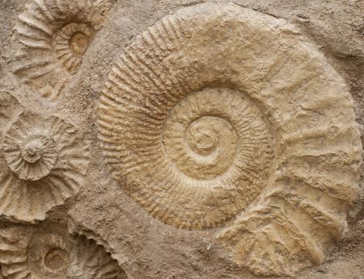 Some geology books may include scholarly discussion of fossils.