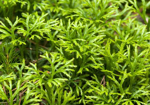 Club moss is another name for Selaginella.