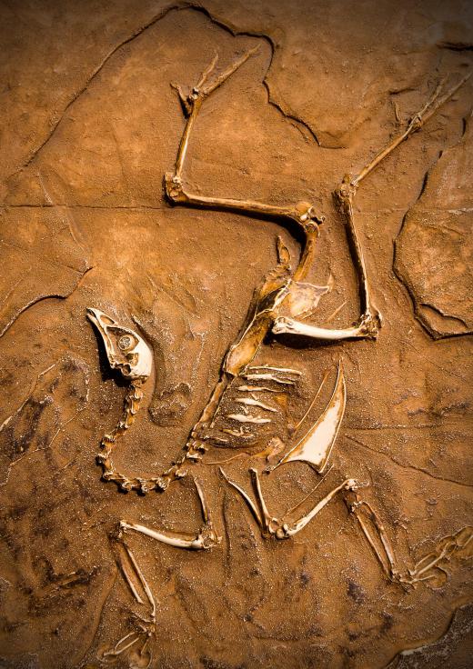 Fossils were used to prove that birds are descended from dinosaurs.