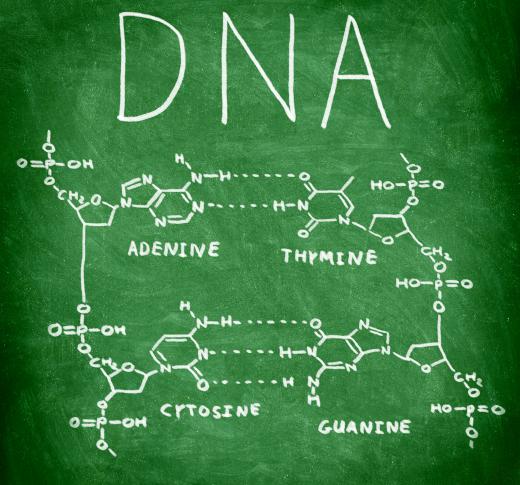 DNA contains the organic bases known as adenine, cytosine, guanine and thymine.