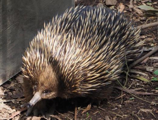 Unlike other anteaters, the spiny anteater is a monotreme, which are mammals that lay eggs.