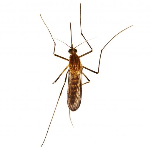 Malathion is often used for mosquito control.