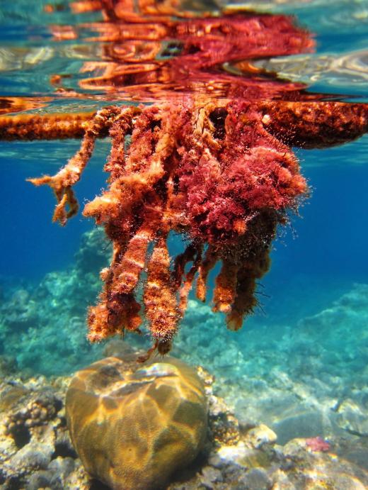 Certain types of red algae are harvested to produce carrageenan.