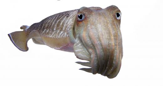 The cuttlefish, which is a marine mollusk, is one of the aquatic species hunted by the coelacanth.