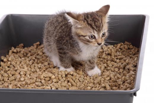 Bentonite is often used in kitty litter.