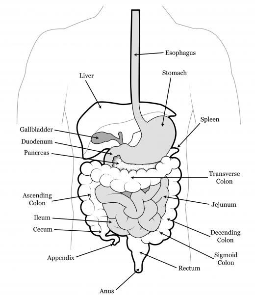 Anthraquinone has been linked to a condition known as melanosis coli, a discoloration of the colon wall.