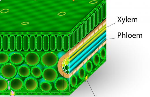 Plant roots take up water and minerals from the soil and transport them up the stem to the leaves through specialized tissue known as xylem.