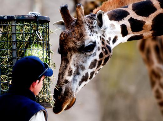 Ethologists may work at zoos.