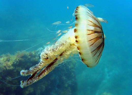 Some dinoflagellates live as jellyfish parasites.