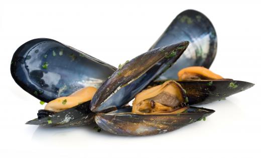 Mussels.