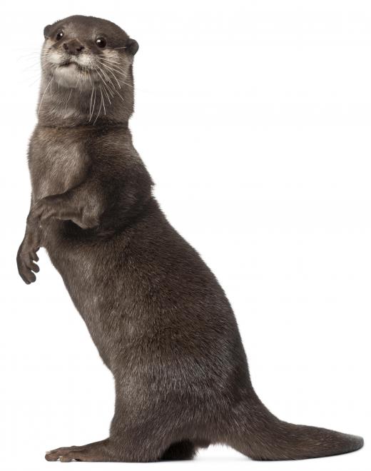 An otter, from the Canoidea superfamily of Carnivora.