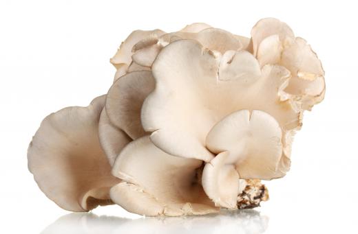 Fungi, like oyster mushrooms, are eukaryotes.