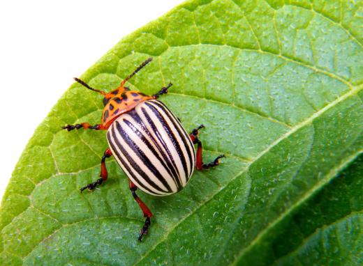 Entomology is a natural science that focuses on the study of insects.